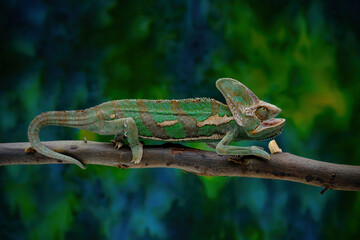 chameleon on a branch © Riadi