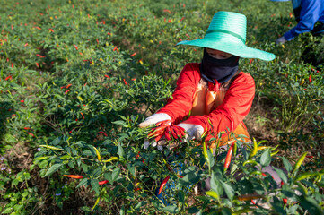 Red pepper agriculture harvesting red peppers in an Asian agricultural chili farm.