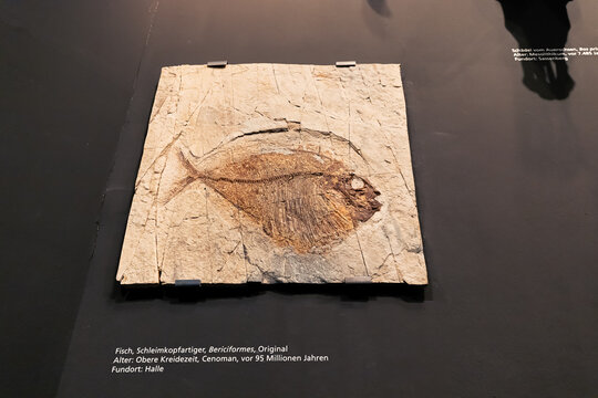 26 July 2022, Munster, Germany: Fossilized remains of ancient fish from the Paleolithic era