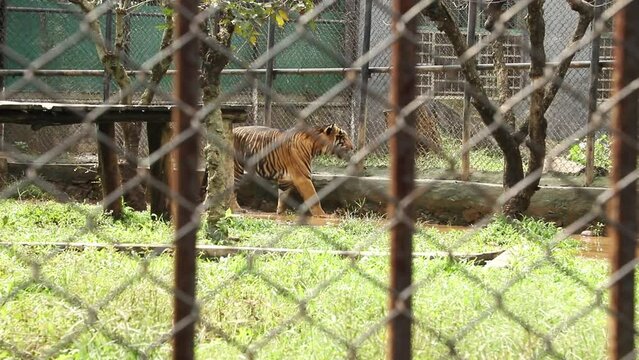 Tiger pacing back and forth 