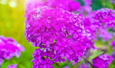 Phlox paniculata is growing in the country garden
