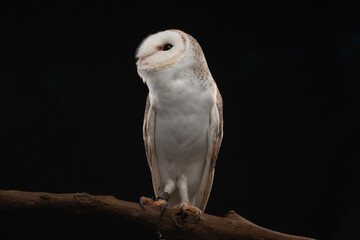 A close up portrait of a Barn Owl (Tyto alba). It is taken in a studio using a black background to make the bird stand out. 