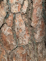 Pine tree bark. Texture