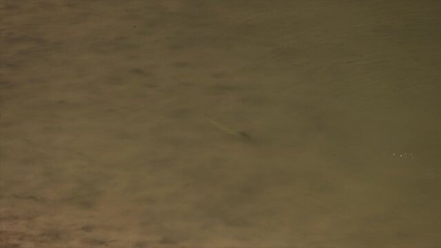 large mouth bass fish in freshwater lake
