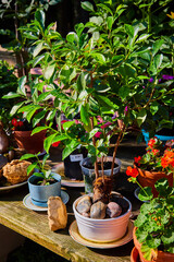 Rustic zen garden plants on wood shelf