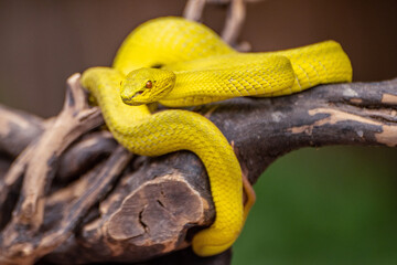 Yellow Viper Snake

