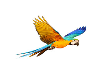 Colorful flying parrot isolated on transparent background.