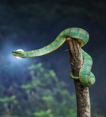 Yellow green viper snake in close up