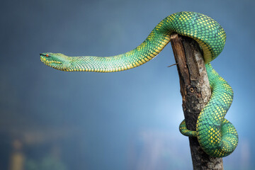 Yellow green viper snake in close up