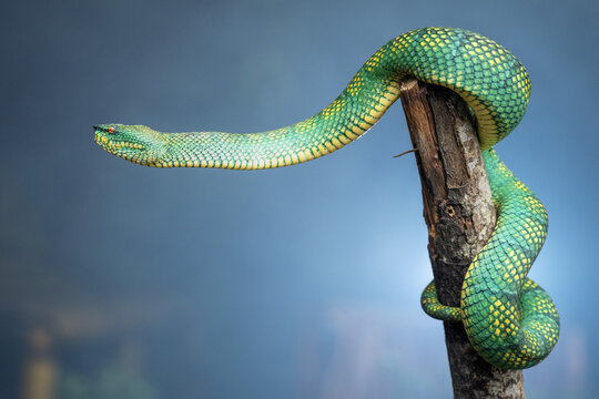 Yellow green viper snake in close up