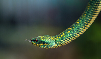 Yellow green viper snake in close up