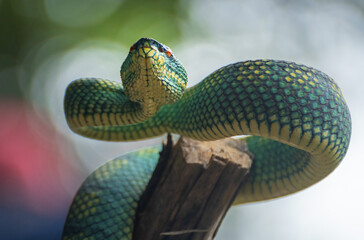 Yellow green viper snake in close up