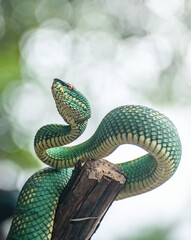 Yellow green viper snake in close up