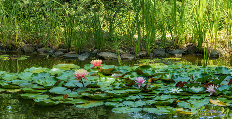 Landscaped garden pond with water lilies or lotus flowers.  Big amazing bright pink water lilIies lotus flower Perry's Orange Sunset in pond with other nympheas. Flower landscape for nature wallpaper