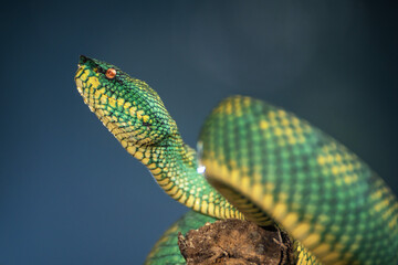 Yellow green viper snake in close up