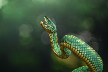 Yellow green viper snake in close up