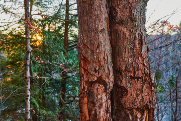 Tree trunk in late fall forest with pine trees and golden sun peaking from behind