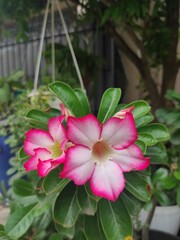 pink and white frangipani flower