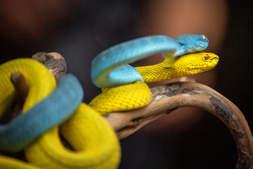Blue and Yellow Viper Snakes in close up
