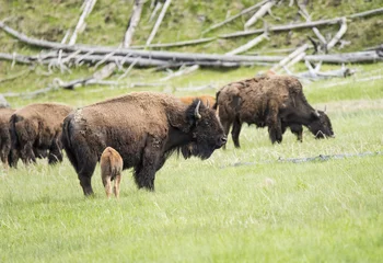 Badkamer foto achterwand Buffaloes in Yellowstone © Fyle