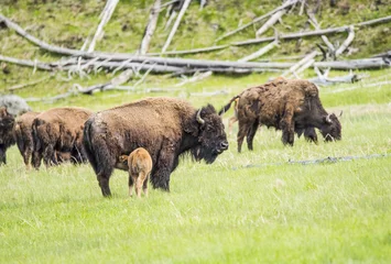 Deurstickers Buffaloes in Yellowstone © Fyle