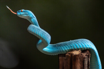 Blue Viper Snake in close up