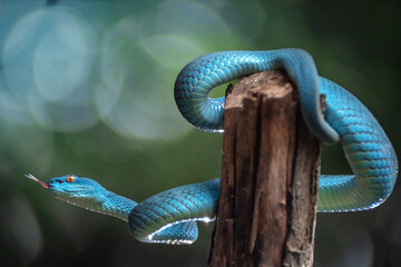 Blue Viper Snake in close up