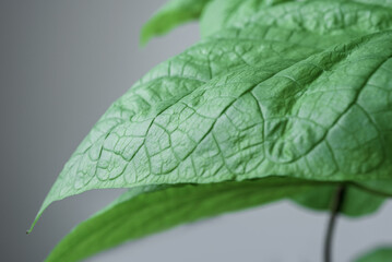 Abstract natural background of green Catalpa leaf in macro