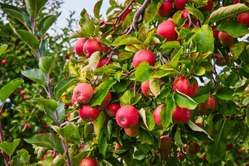 Detail of red apples growing in orchard farm