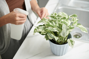 Woman Putting Plant on Kitchen Counter