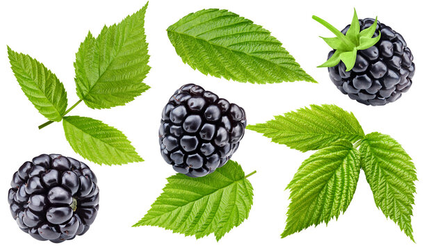 bramble berry bush with black ripe berries closeup. The concept of