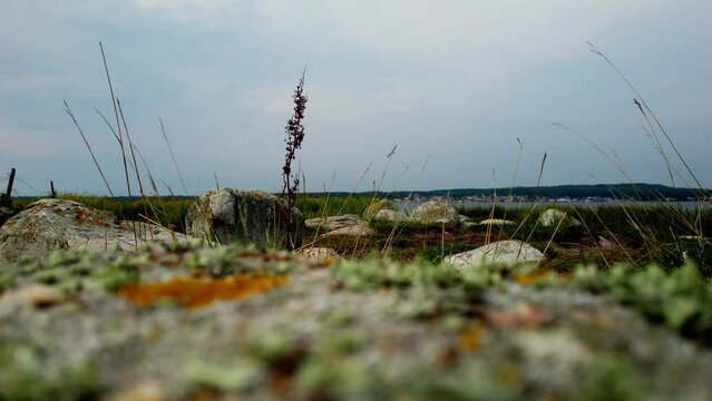 Low angle view static shot at ground level in the foreground boulders with lichen, grass blowing in the wind and a barbed wire fence. Background out of focus a Seaside resort H&auml;llevik on the batic sea