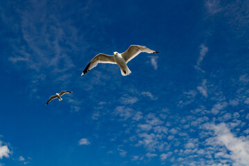 Seagulls flying in blue sky at summer day.