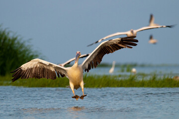 White Pelican in Danube Delta