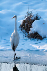 Great White Egret on Ice