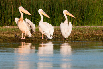 White Pelicans looking
