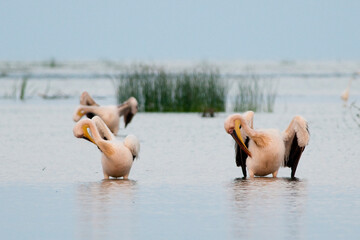 Three Pelicans preening in water