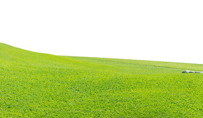 lawn, green grass transparent