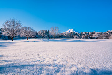 冠雪の森より富士山を望む