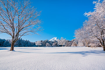 冠雪の森より富士山を望む