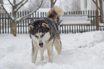 siberian husky