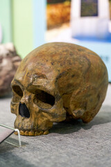 Ancient human skull fossil close-up