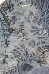 Closeup of naturally occurring shale with a pine flower texture