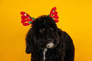 Concept of Merry Christmas, funny Christmas dog