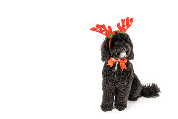 Christmas decorated dog isolated on white background