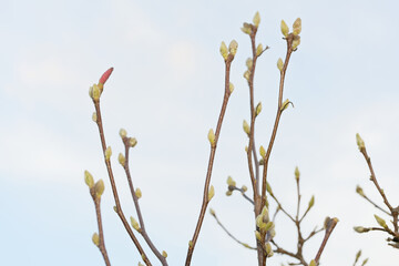 branches against the sky