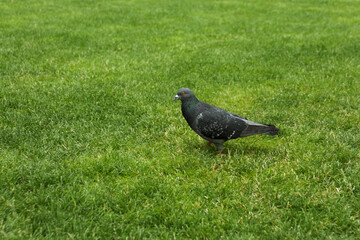 Single city pigeon on green grass outdoor
