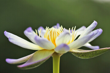 close up of pink lotus