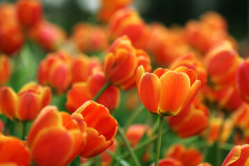 red and yellow tulips macro