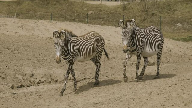 A pair of zebra's, in a enclosure, walking in slow motion towards the camera